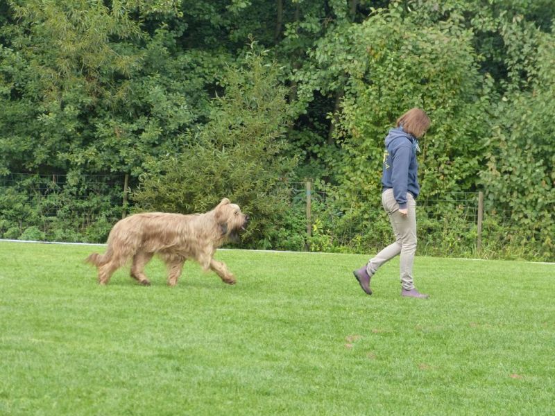 Obedience Prüfung 2015