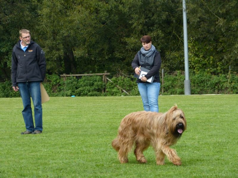 Obedience Prüfung 2015