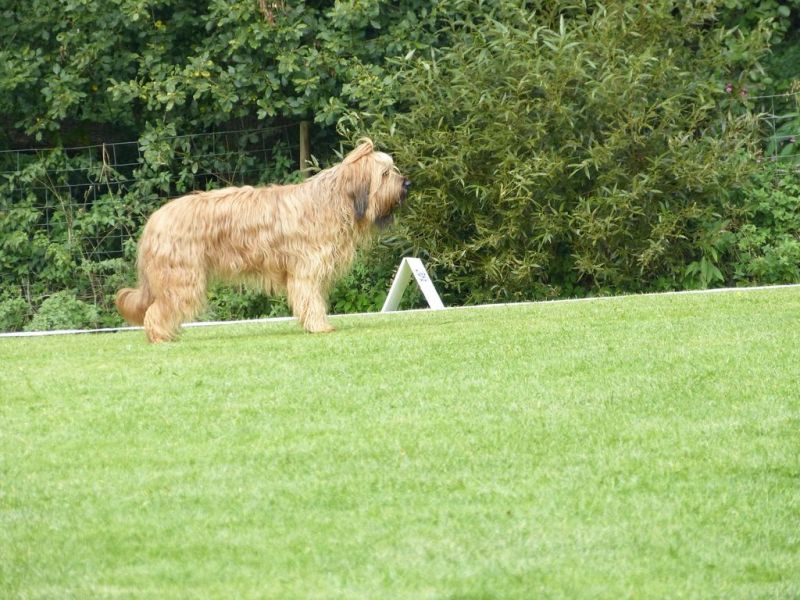 Obedience Prüfung 2015