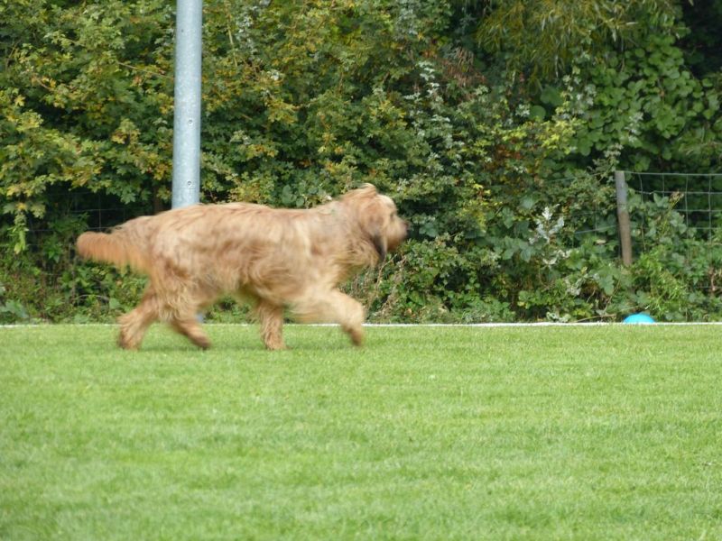 Obedience Prüfung 2015
