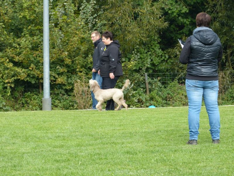 Obedience Prüfung 2015