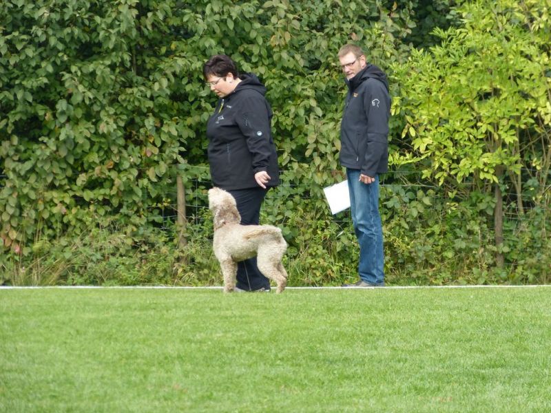 Obedience Prüfung 2015