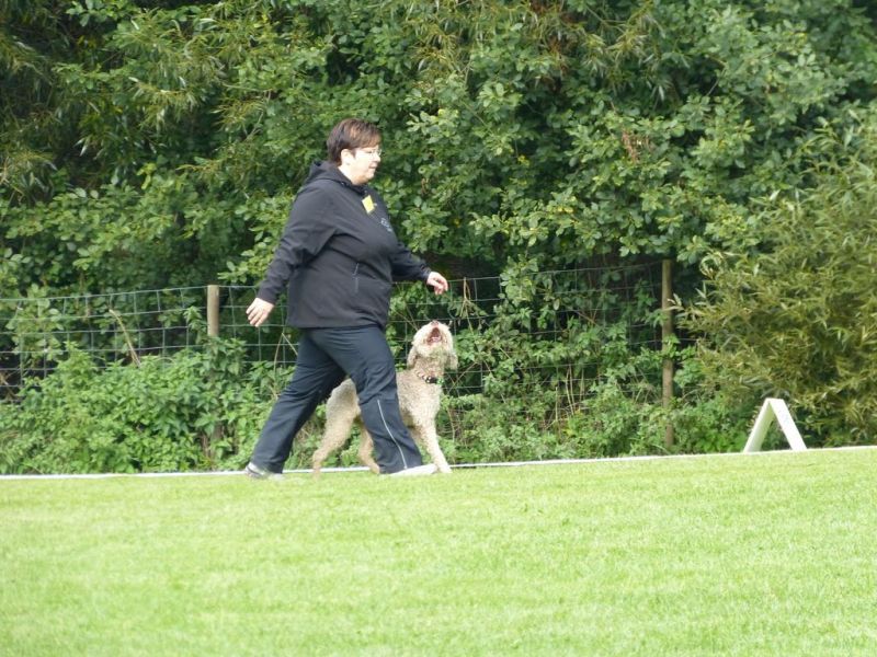 Obedience Prüfung 2015