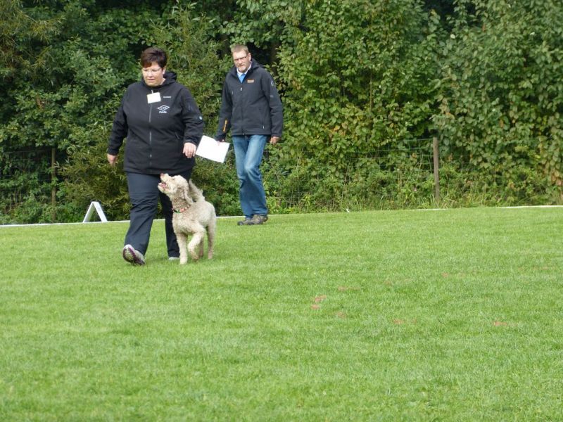 Obedience Prüfung 2015