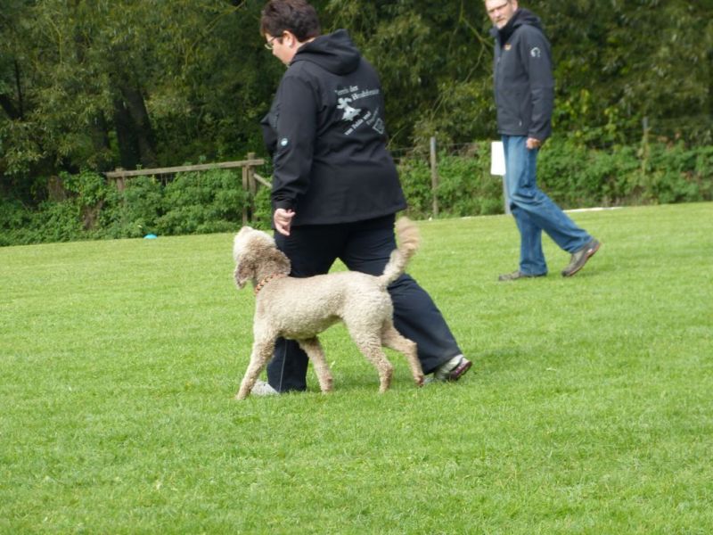 Obedience Prüfung 2015