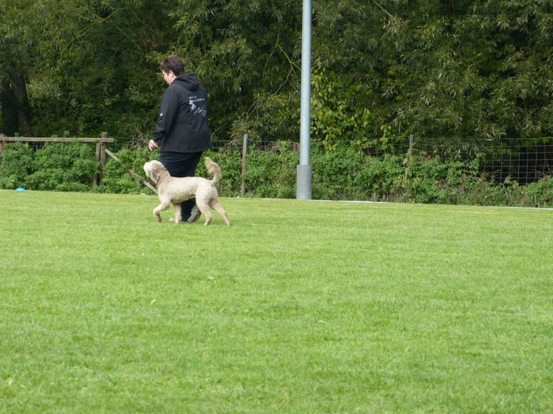 Obedience Prüfung 2015