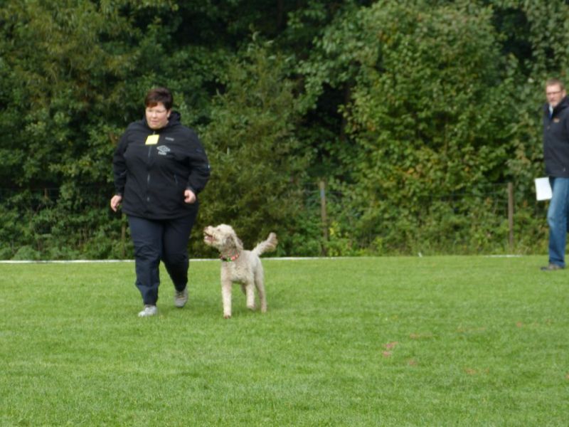 Obedience Prüfung 2015