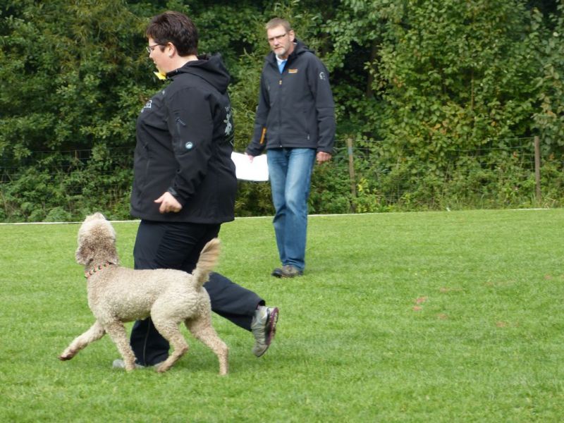 Obedience Prüfung 2015