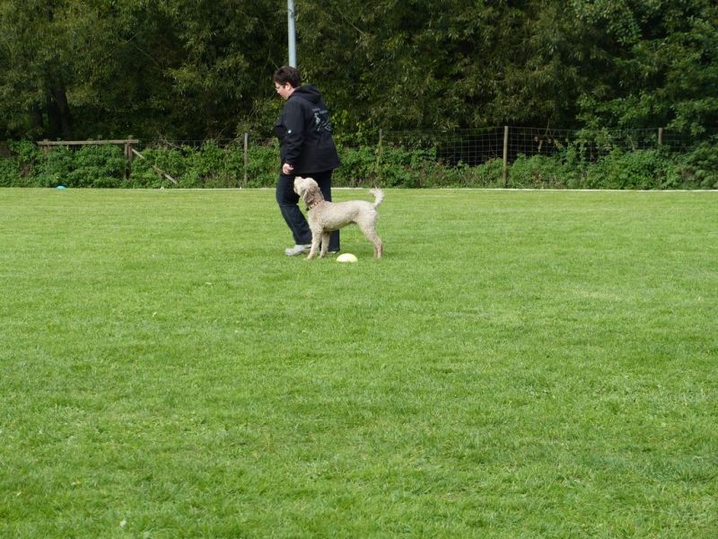 Obedience Prüfung 2015