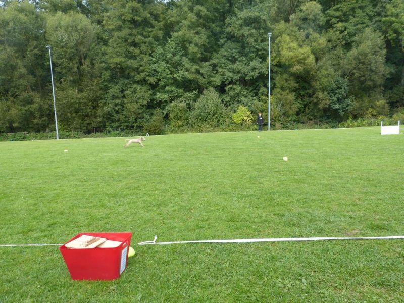 Obedience Prüfung 2015