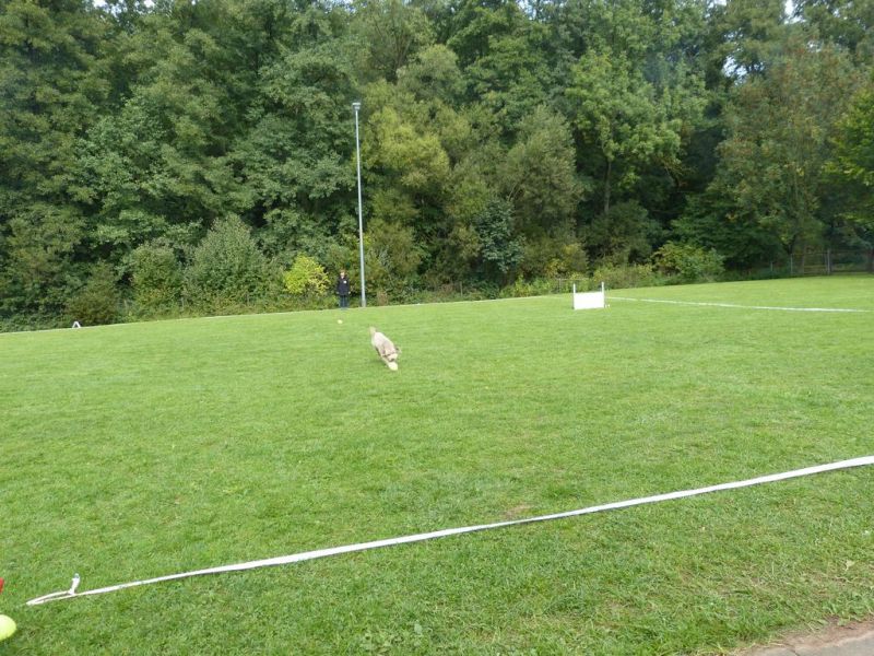 Obedience Prüfung 2015
