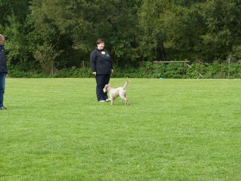 Obedience Prüfung 2015