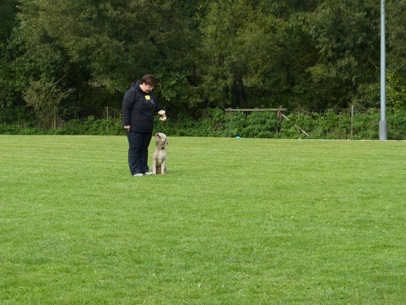 Obedience Prüfung 2015