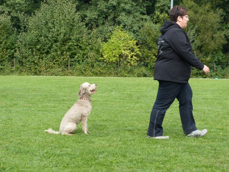 Obedience Prüfung 2015
