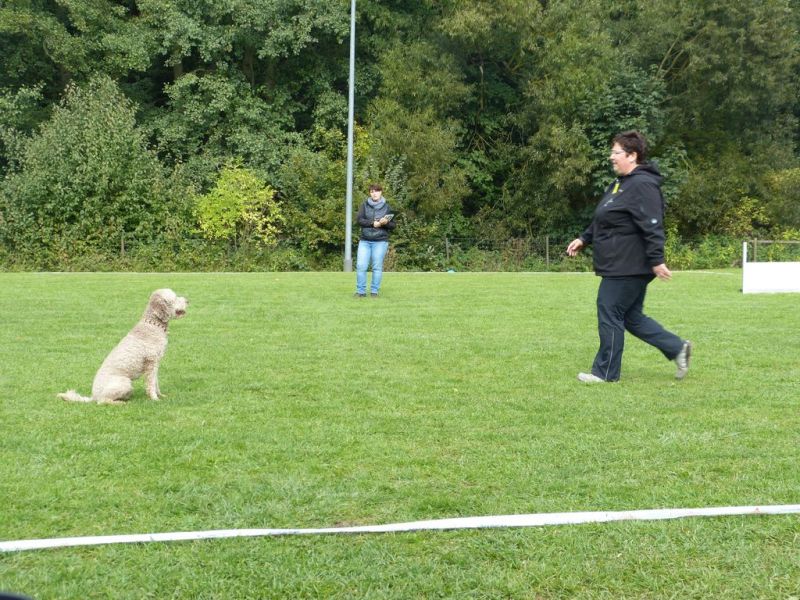 Obedience Prüfung 2015
