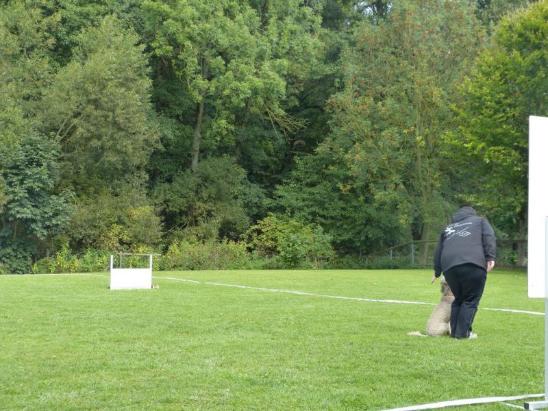 Obedience Prüfung 2015