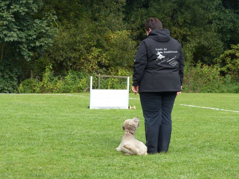 Obedience Prüfung 2015
