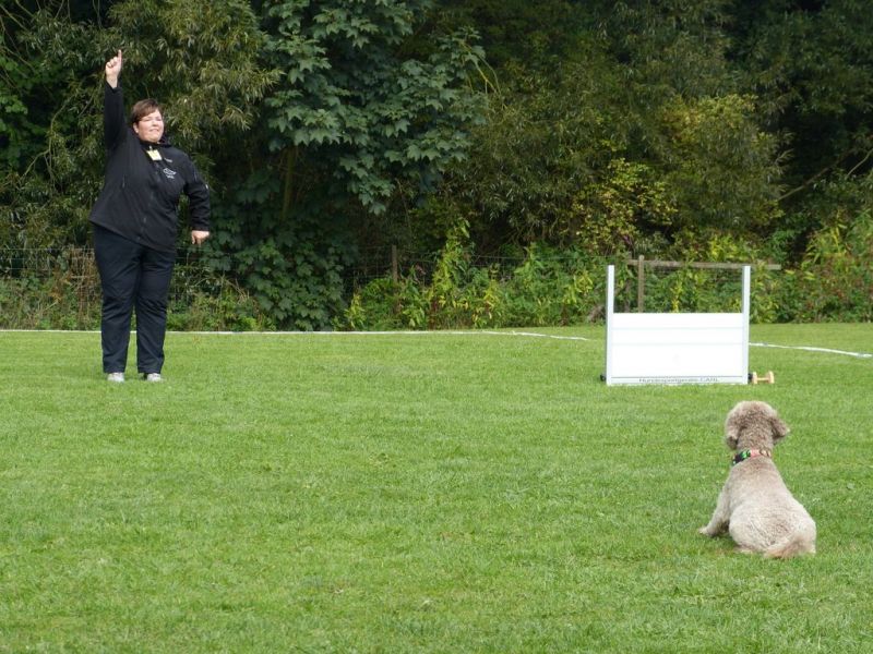Obedience Prüfung 2015