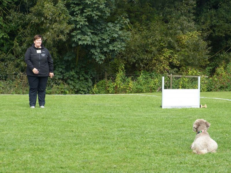 Obedience Prüfung 2015