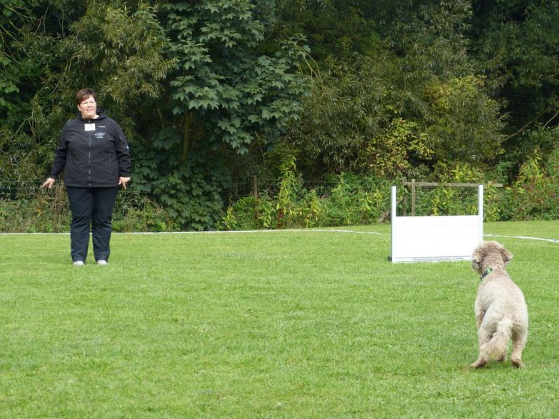 Obedience Prüfung 2015