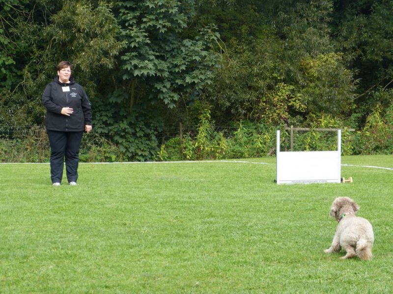 Obedience Prüfung 2015