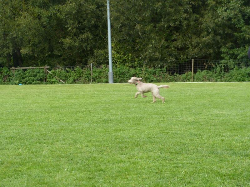 Obedience Prüfung 2015