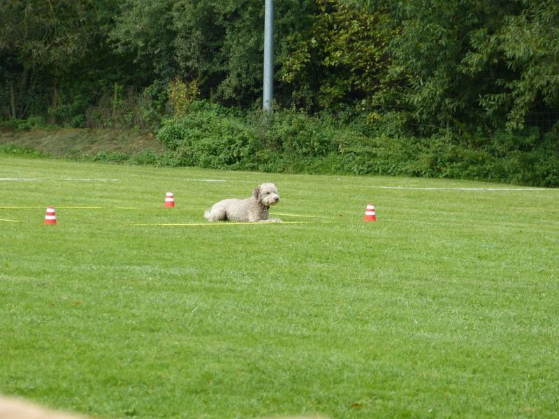 Obedience Prüfung 2015