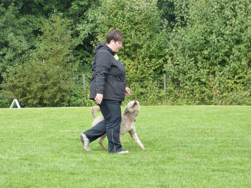 Obedience Prüfung 2015