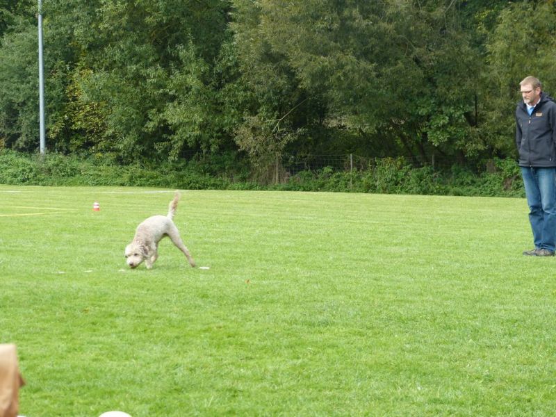 Obedience Prüfung 2015