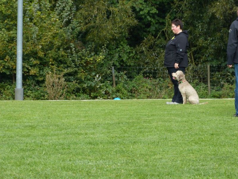 Obedience Prüfung 2015