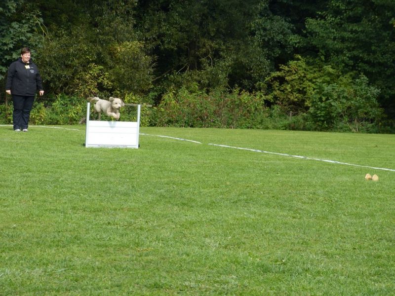Obedience Prüfung 2015