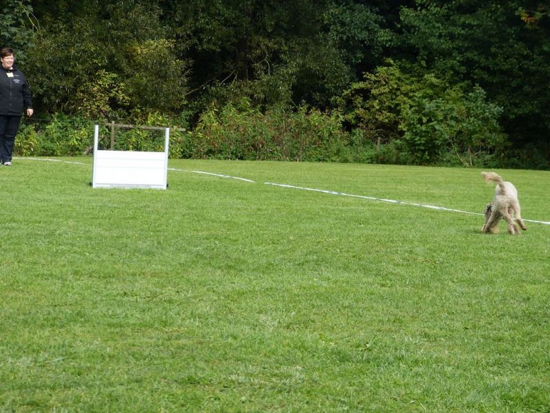 Obedience Prüfung 2015