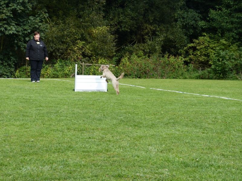Obedience Prüfung 2015