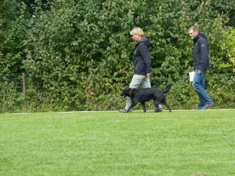 Obedience Prüfung 2015
