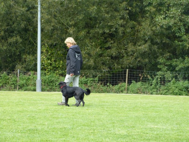 Obedience Prüfung 2015