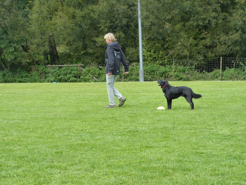 Obedience Prüfung 2015