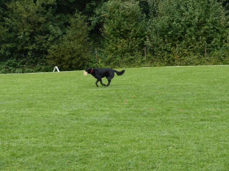 Obedience Prüfung 2015