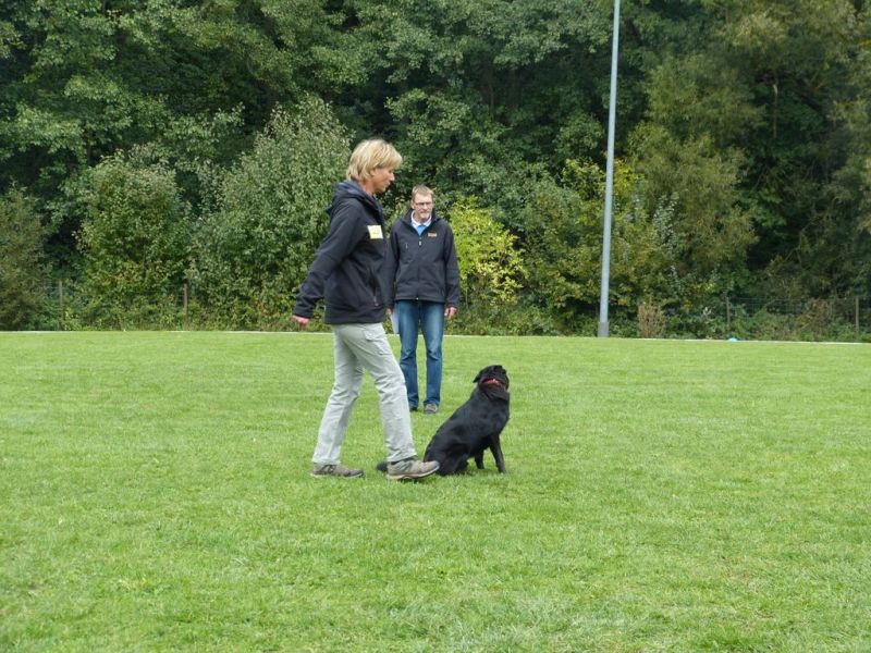 Obedience Prüfung 2015