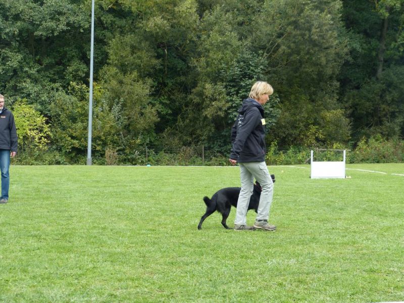 Obedience Prüfung 2015