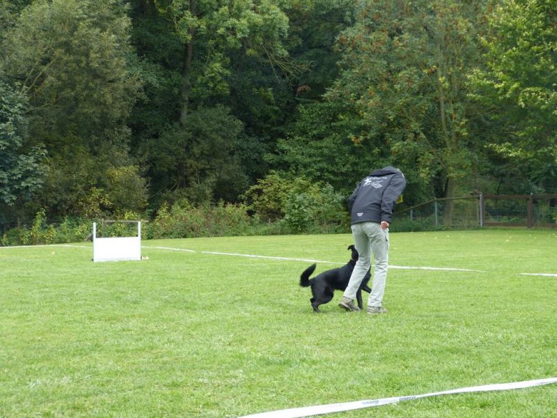 Obedience Prüfung 2015