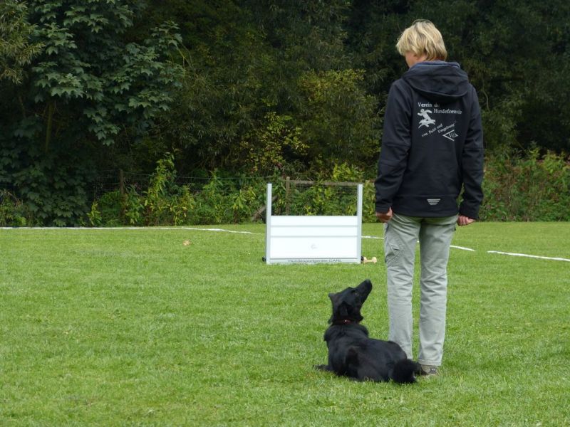Obedience Prüfung 2015