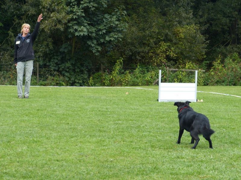 Obedience Prüfung 2015