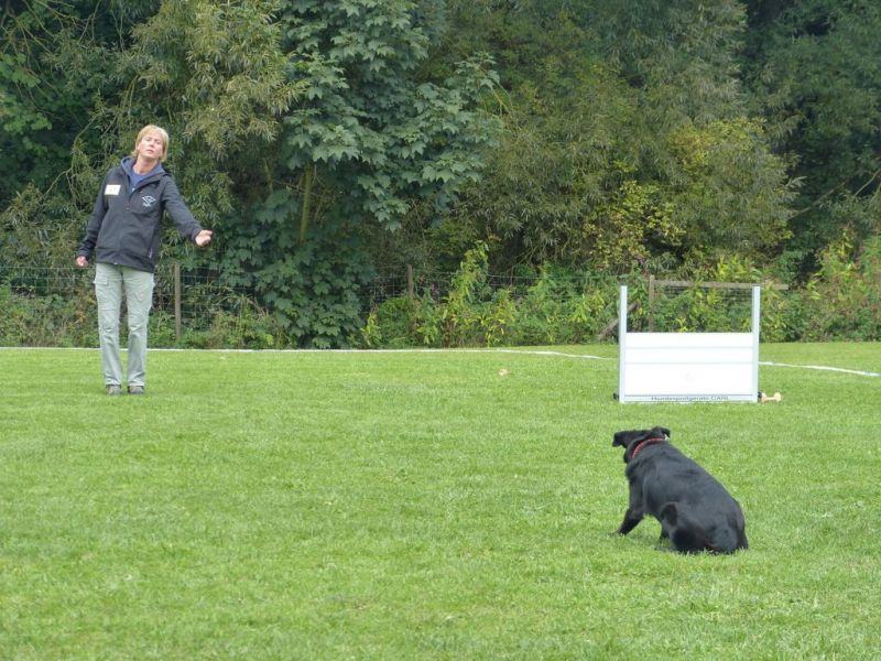 Obedience Prüfung 2015