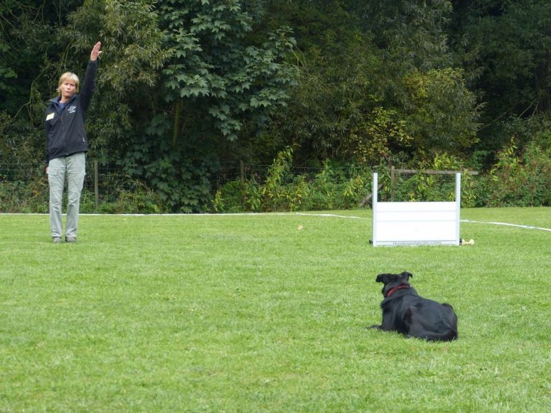 Obedience Prüfung 2015