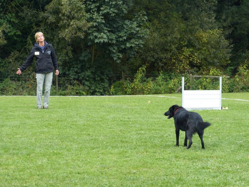 Obedience Prüfung 2015