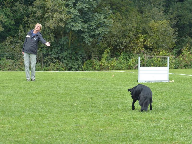 Obedience Prüfung 2015