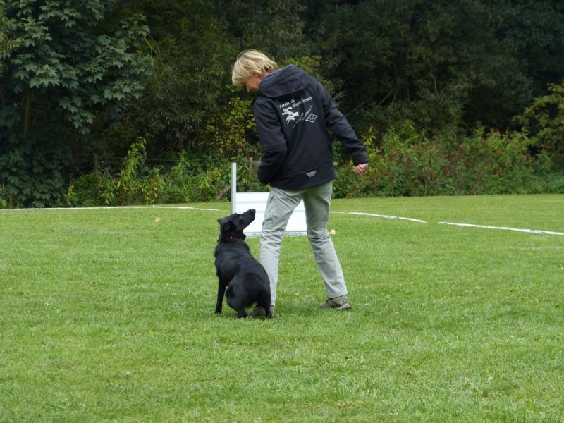 Obedience Prüfung 2015
