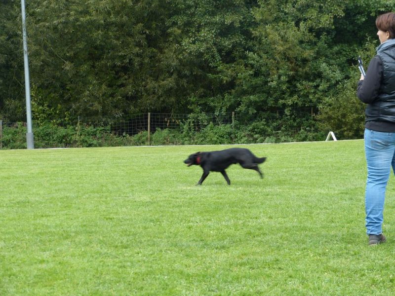 Obedience Prüfung 2015