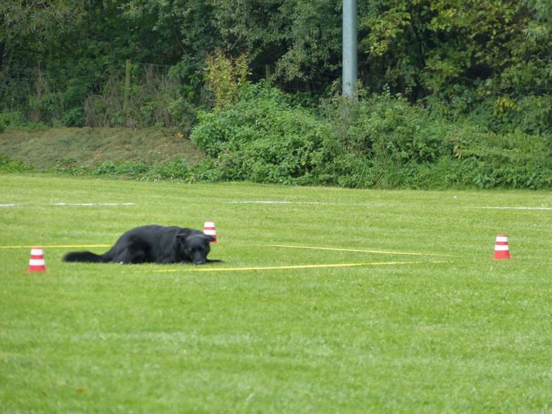 Obedience Prüfung 2015
