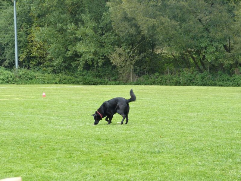 Obedience Prüfung 2015